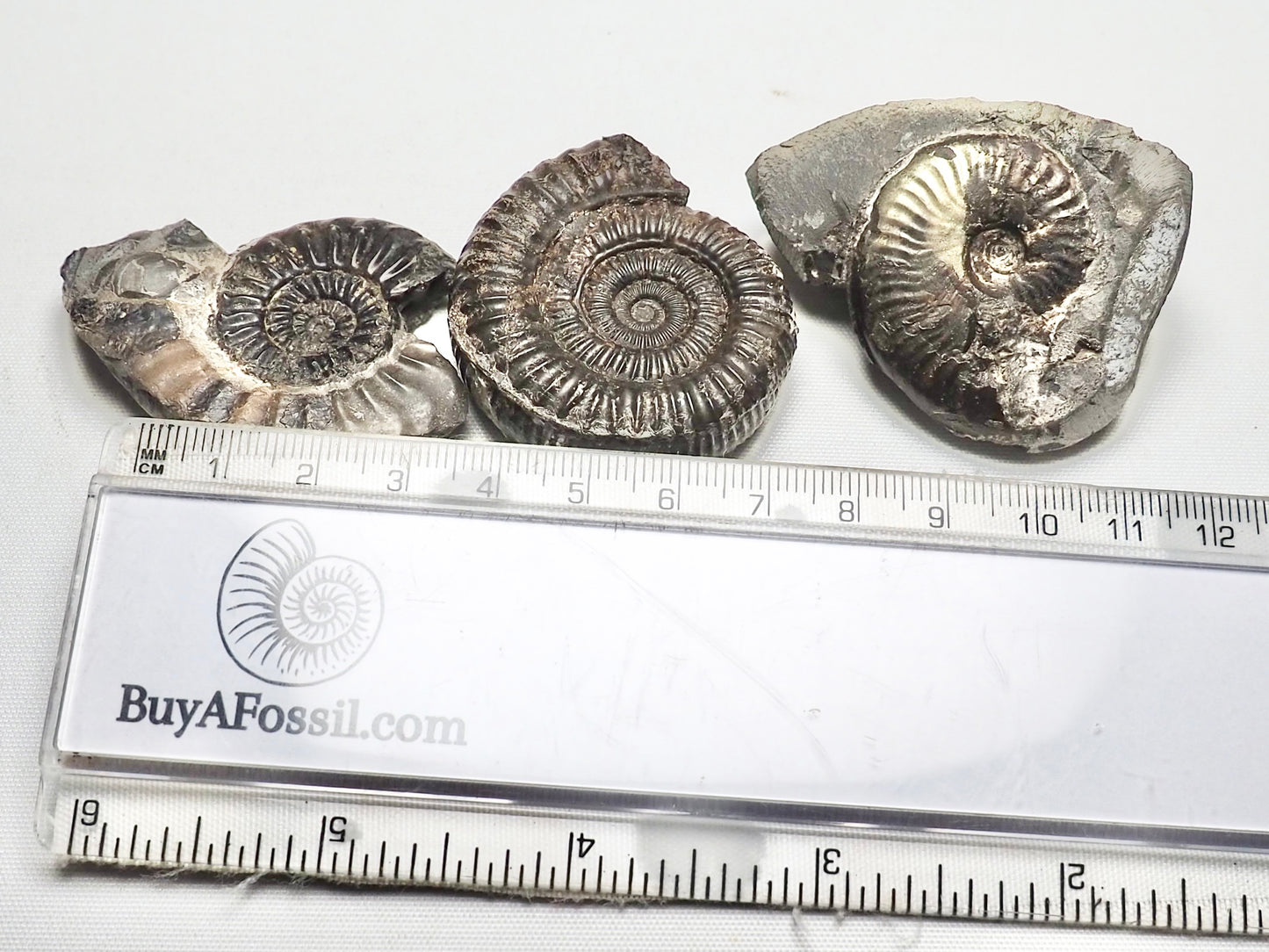 BuyAFossil Ammonite Trio - Eleganticeras, Amaltheus, Dactylioceras