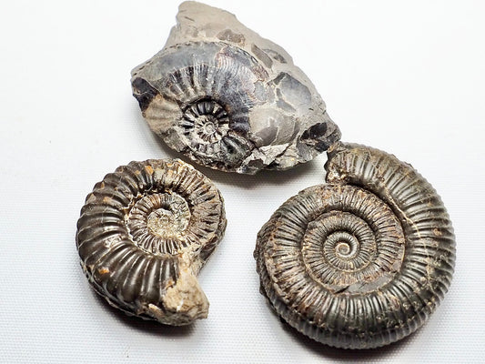 BuyAFossil Ammonite Trio - Pleuroceras, Amaltheus, Dactylioceras