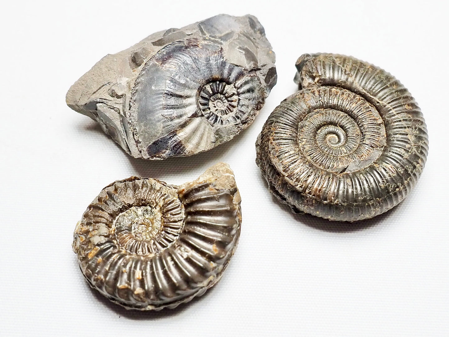 BuyAFossil Ammonite Trio - Pleuroceras, Amaltheus, Dactylioceras