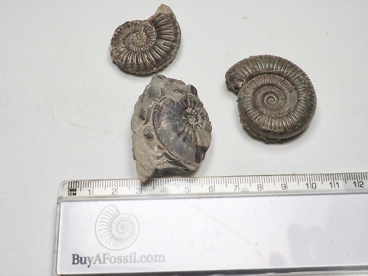 BuyAFossil Ammonite Trio - Pleuroceras, Amaltheus, Dactylioceras