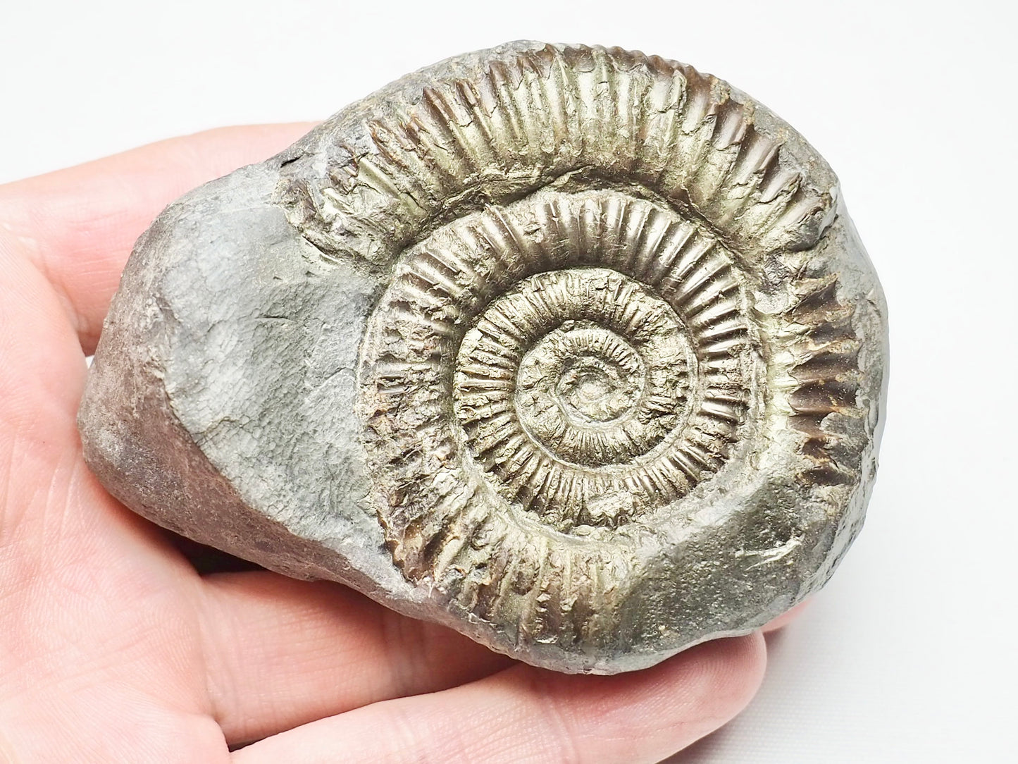 Dactylioceras From Whitby