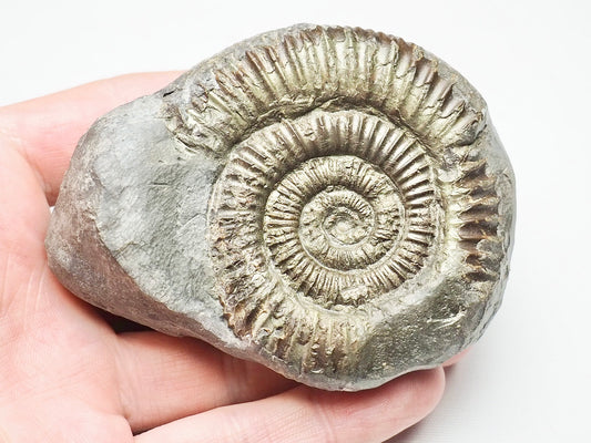 Dactylioceras From Whitby