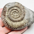 Dactylioceras Ammonite Fossil for Sale – Whitby Yorkshire Coast Jurassic