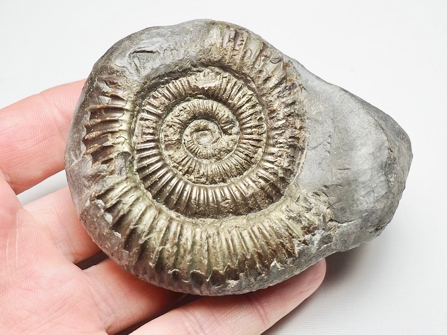 Dactylioceras From Whitby