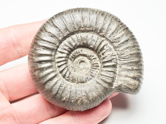 Dactylioceras From Whitby