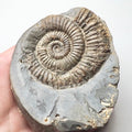 Zugodactylite Ammonite – Whitby Jurassic Fossil – Yorkshire Coast