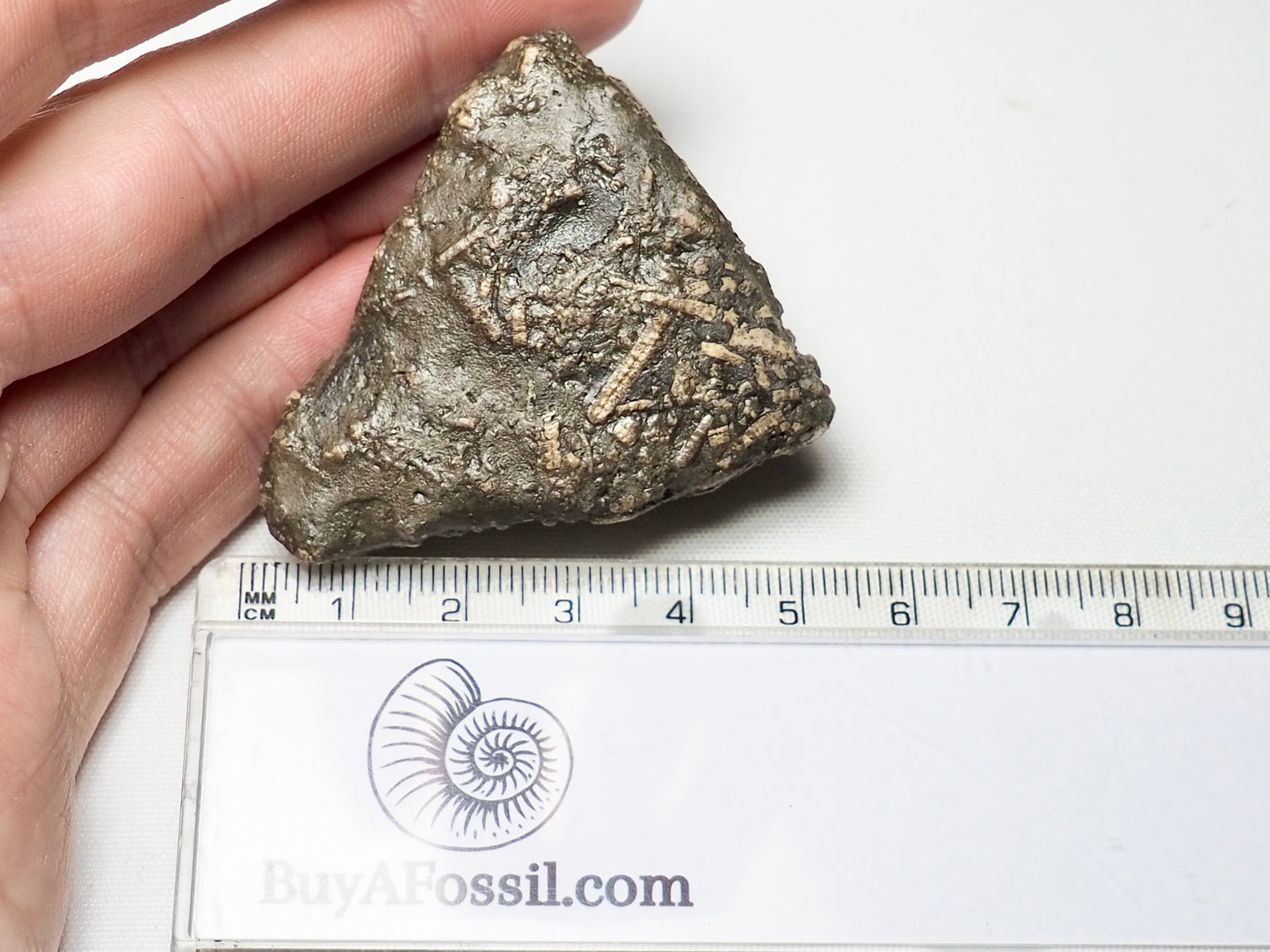 Yorkshire Coast Crinoid