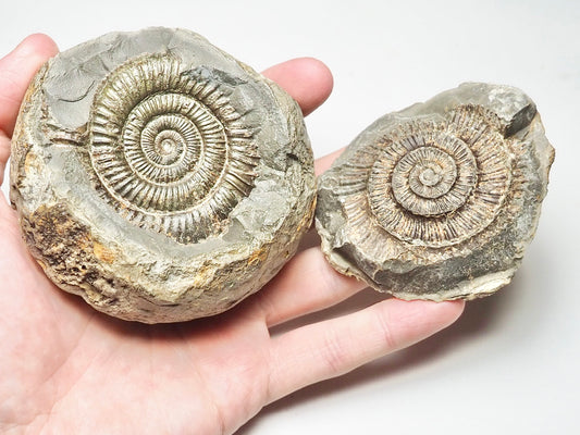 Dactylioceras Ammonite Pos/Neg