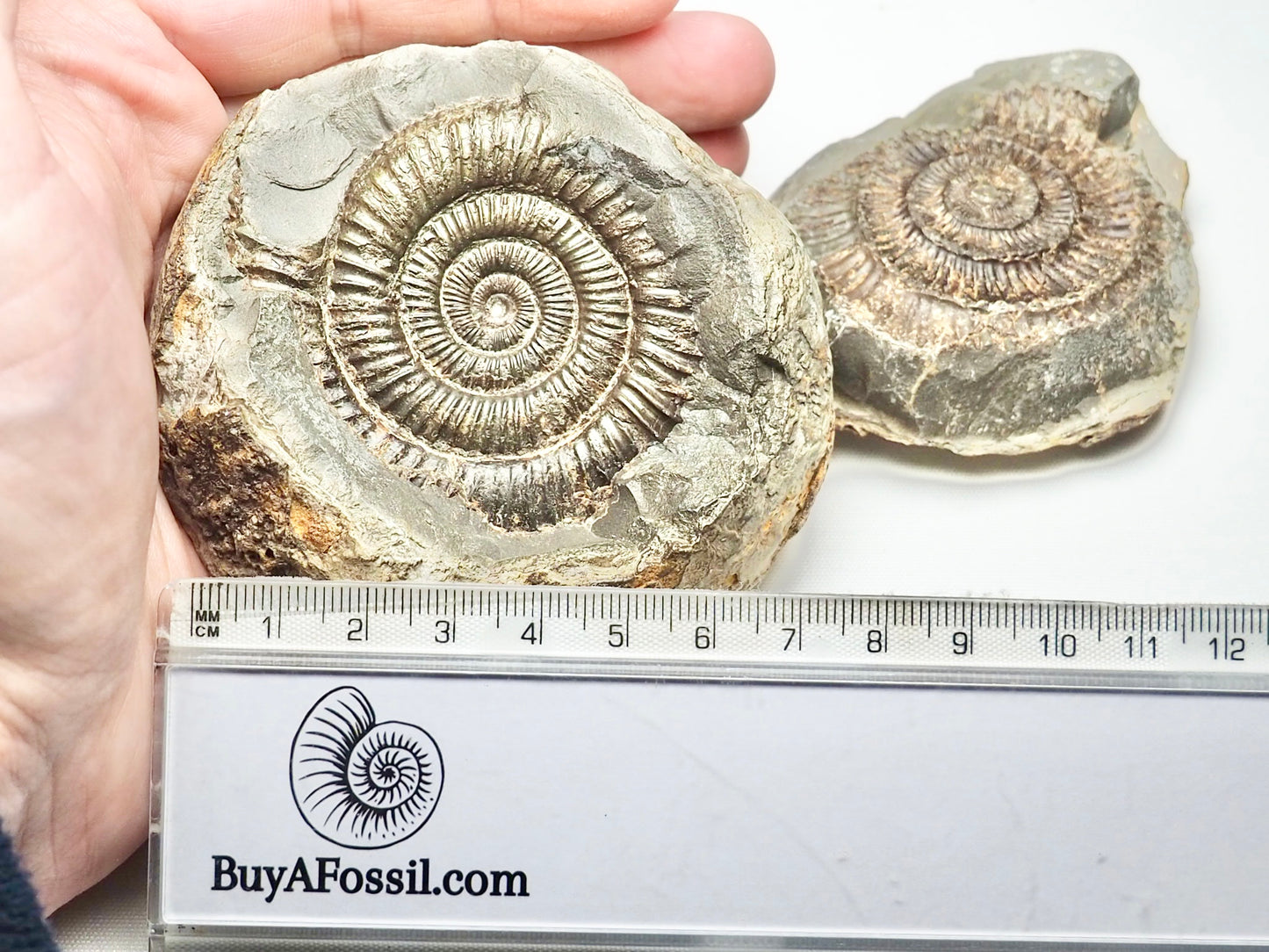 Dactylioceras Ammonite Pos/Neg