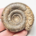 Clevelandicum Dactylioceras Ammonite Fossil for Sale – Whitby Yorkshire Coast Jurassic