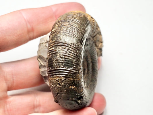 Dactylioceras Clevelandicum