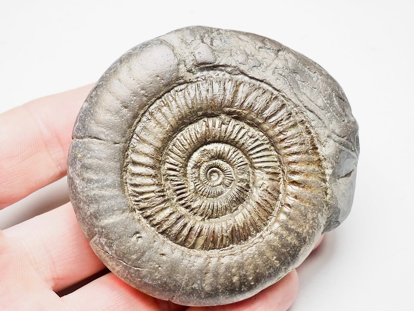 Dactylioceras With SQUID Carving Ammonite