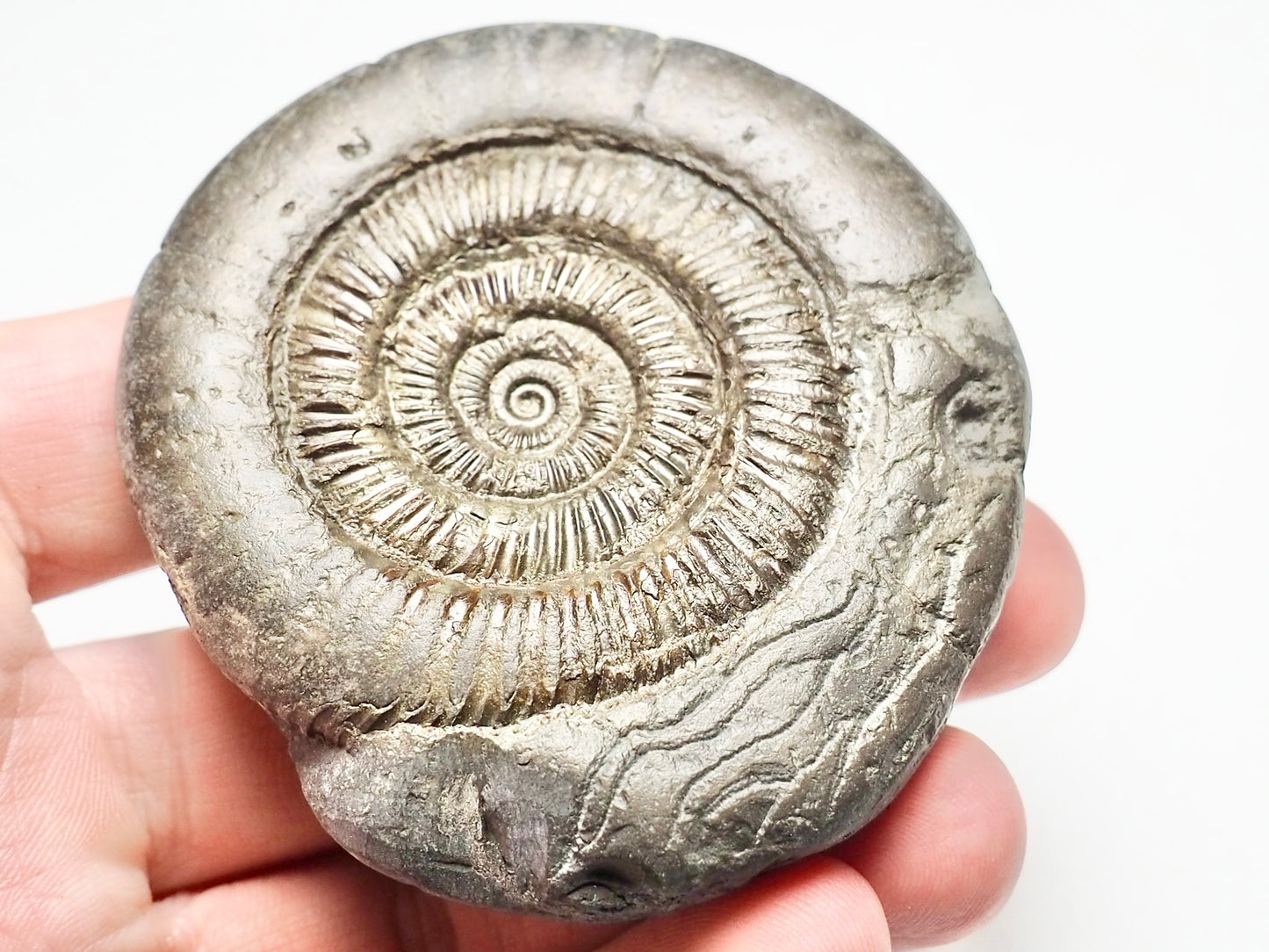 Dactylioceras With SQUID Carving Ammonite