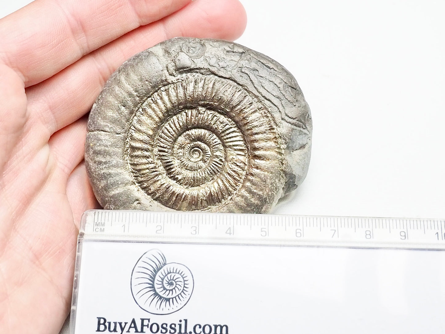 Dactylioceras With SQUID Carving Ammonite