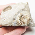 Pleuroceras paucicostatum Ammonite Fossil – Whitby Yorkshire Coast Jurassic