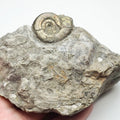 Rare Leptechioceras Macdonelli - Lower Lias