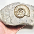 Grammoceras Ammonite Fossil – Whitby Yorkshire Coast – Jurassic