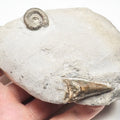 Unidentified Lower Lias Ammonite