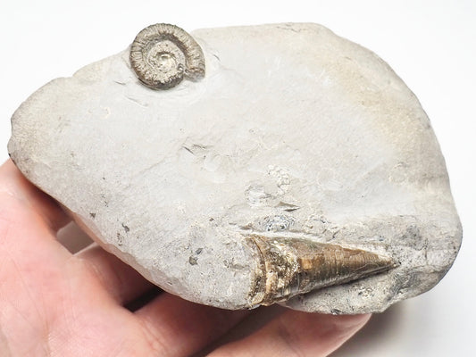 Unidentified Lower Lias Ammonite