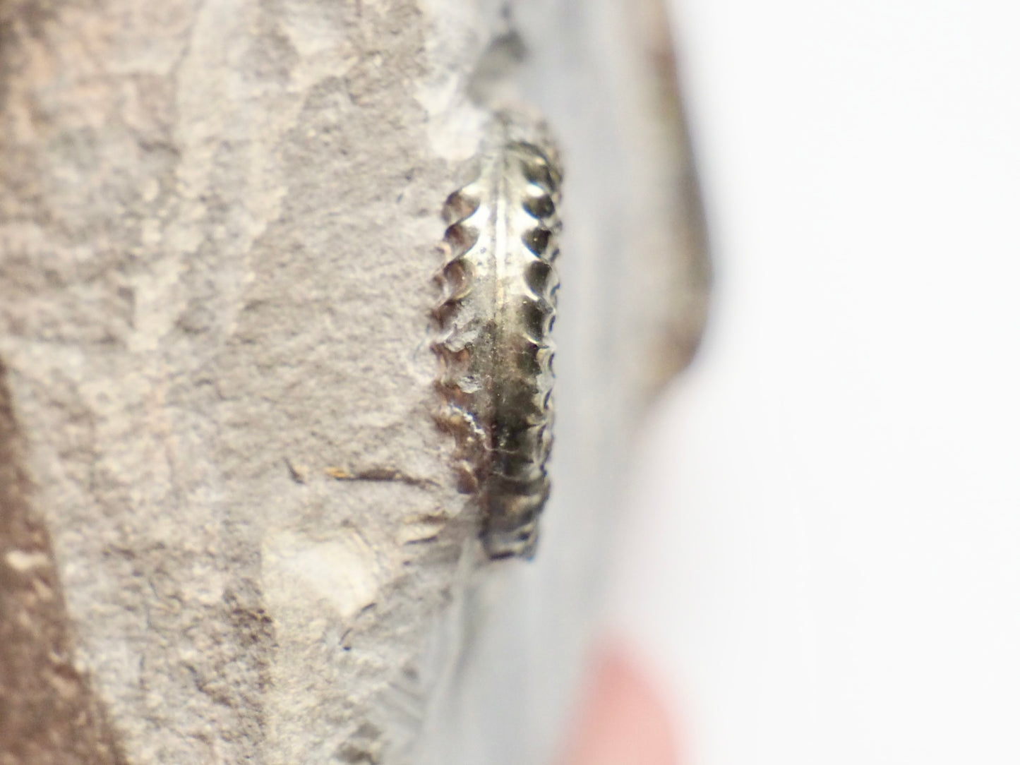 Unidentified Lower Lias Ammonite