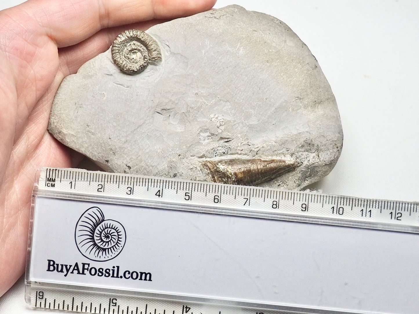 Unidentified Lower Lias Ammonite