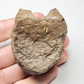 Plesiosaur Vertebra