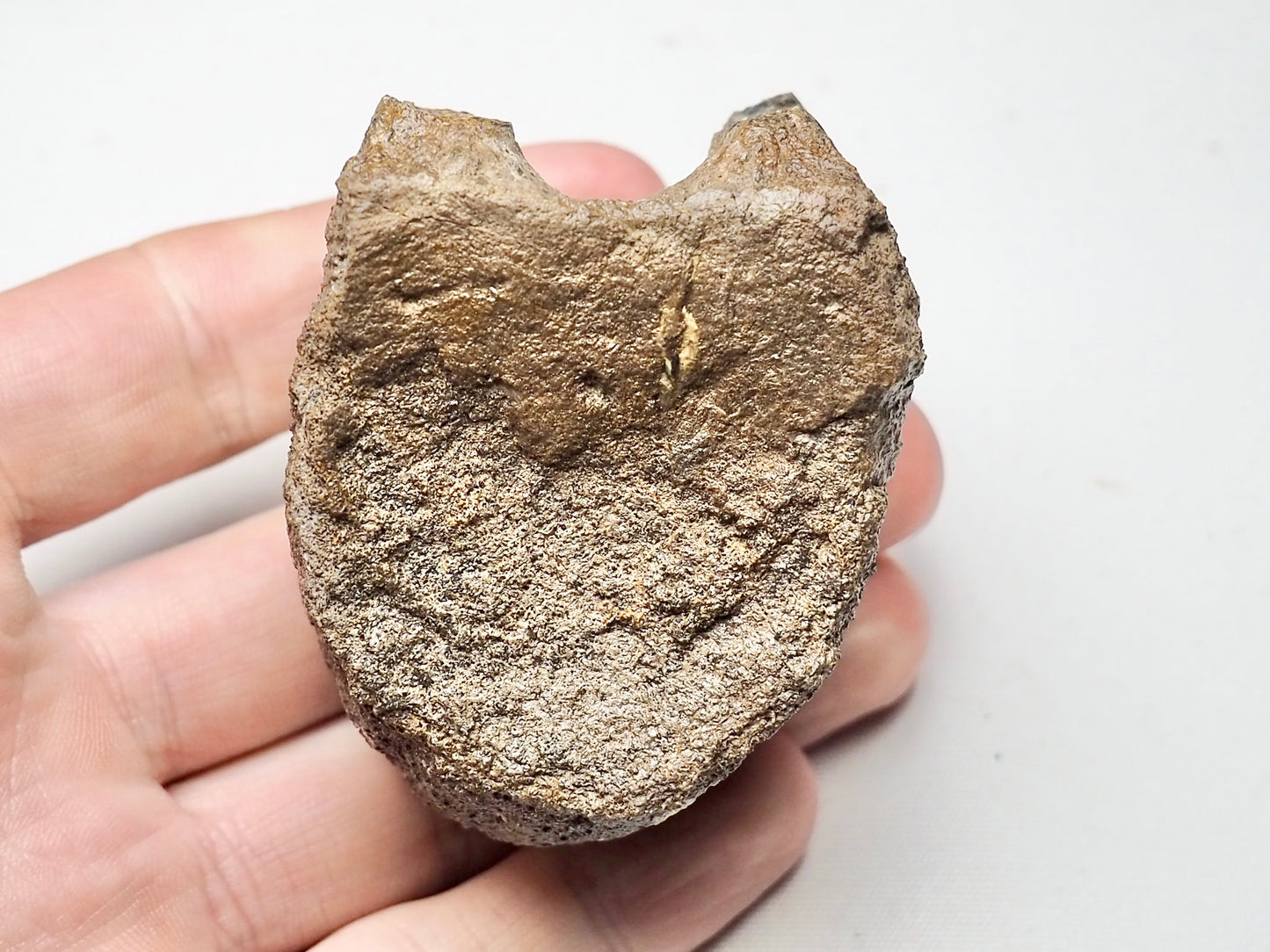 Plesiosaur Vertebra