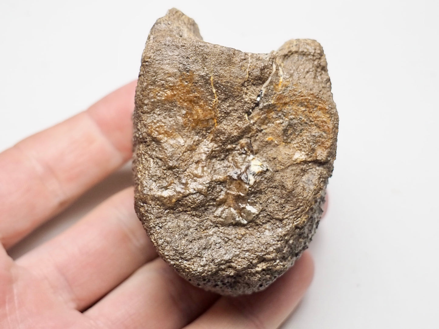 Plesiosaur Vertebra