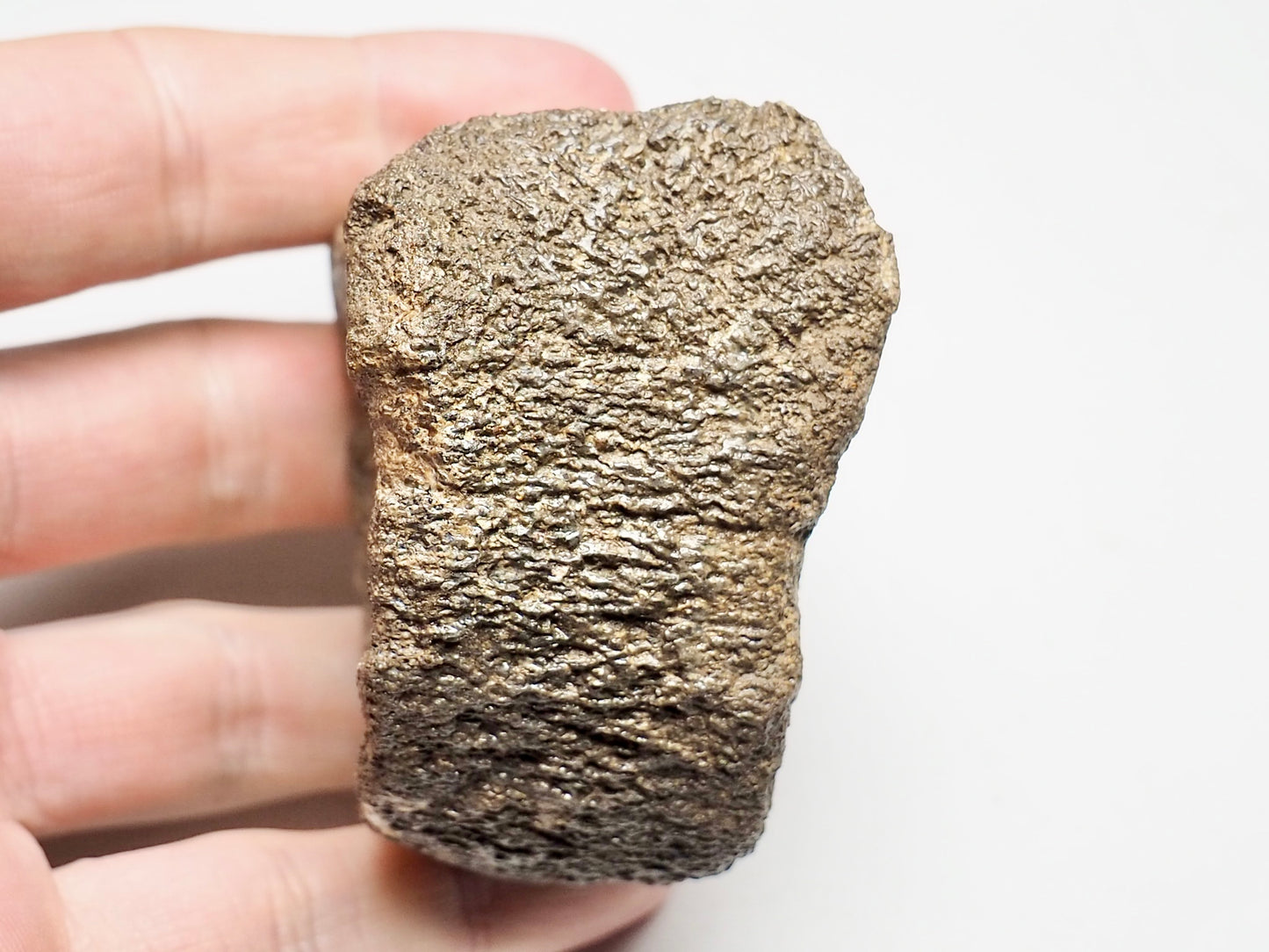 Plesiosaur Vertebra