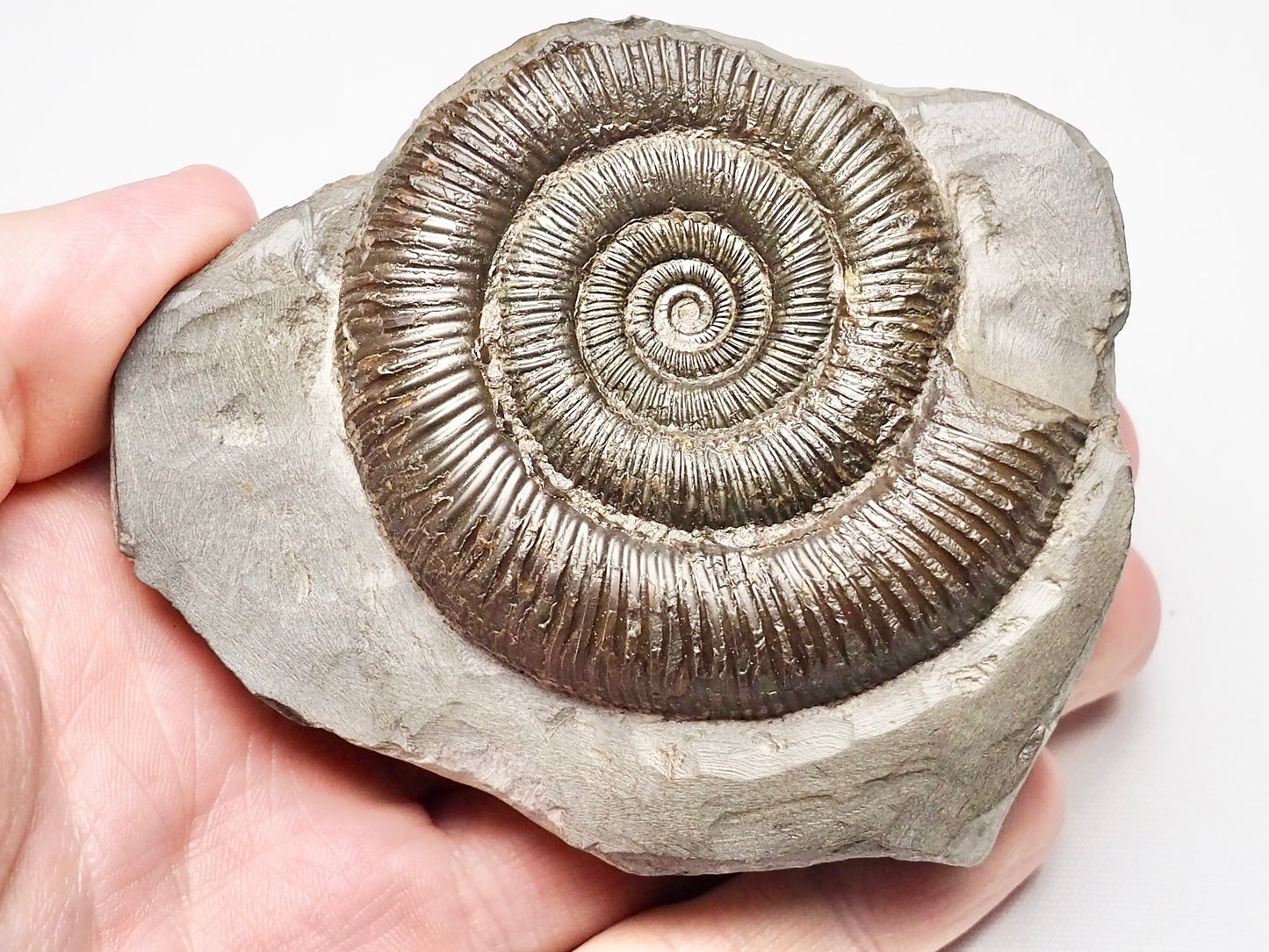 Dactylioceras Ammonite Whitby