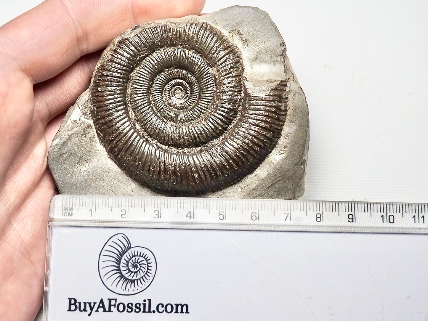 Dactylioceras Ammonite Whitby