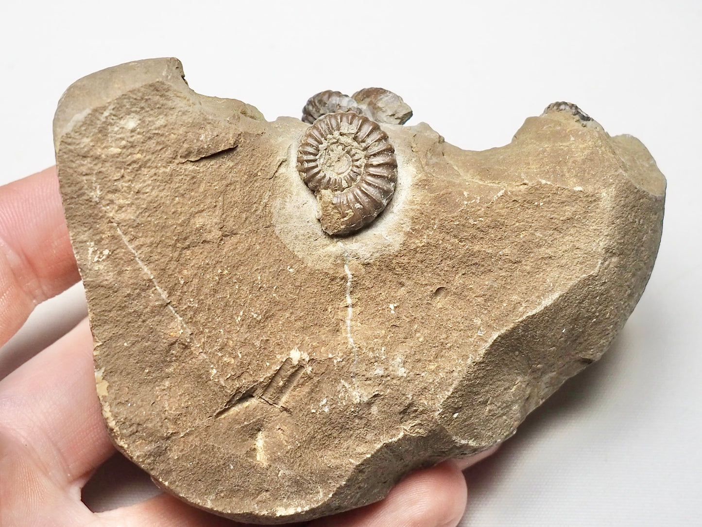 Rare Promiceras Ammonites