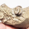 Rare Promiceras Ammonites