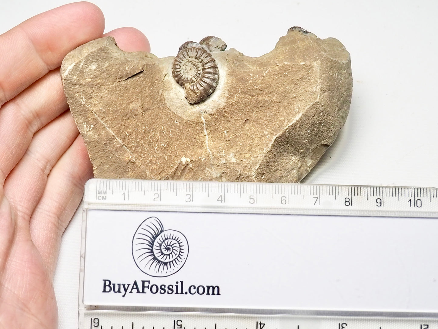 Rare Promiceras Ammonites