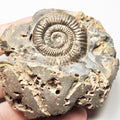 Whitby Rock Pool Dactylioceras Double Ammonite Fossil for Sale – Yorkshire Coast Jurassic