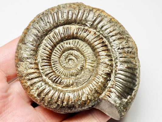 Dactylioceras Ammonite Whitby