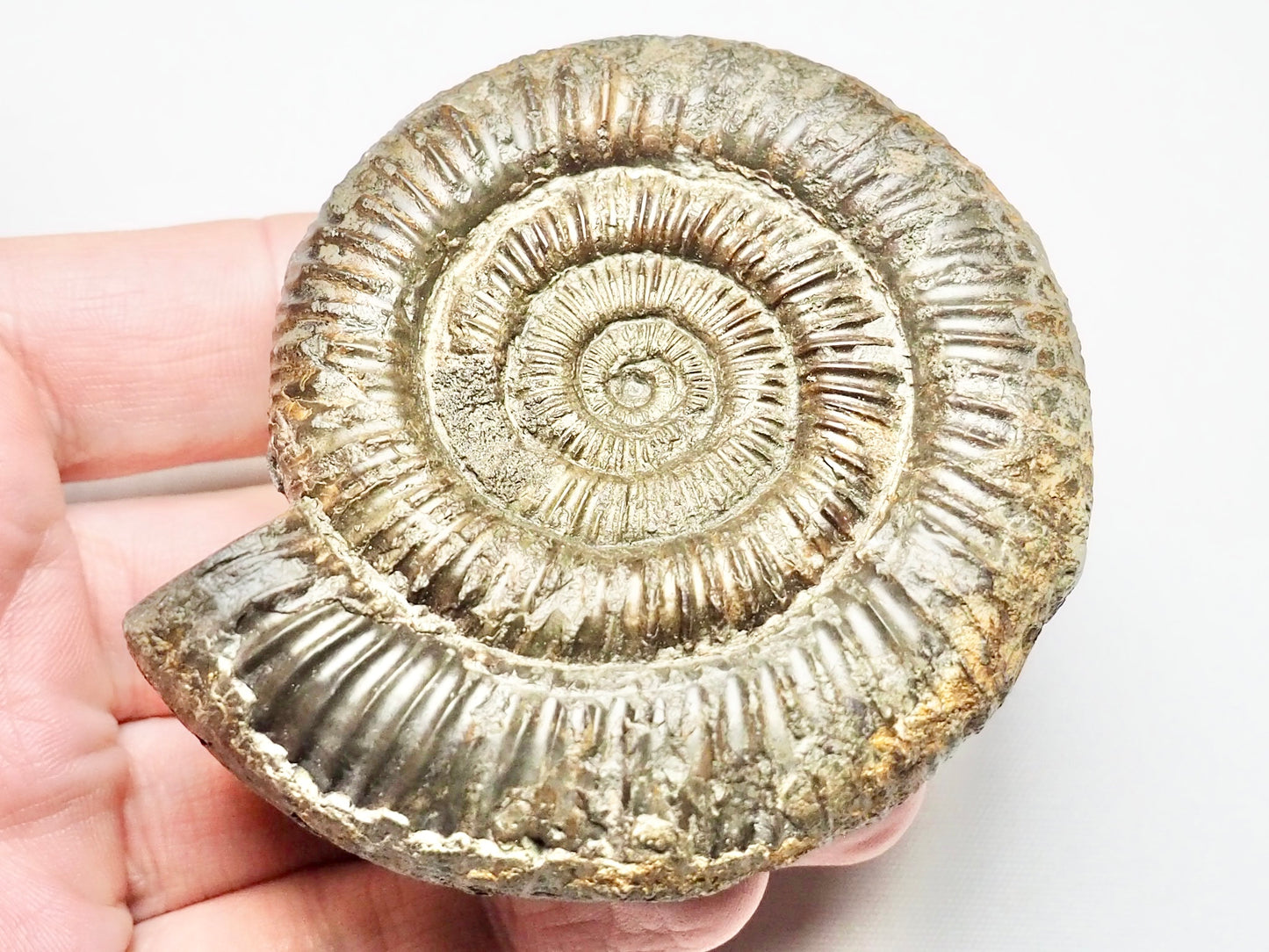 Dactylioceras Ammonite Whitby