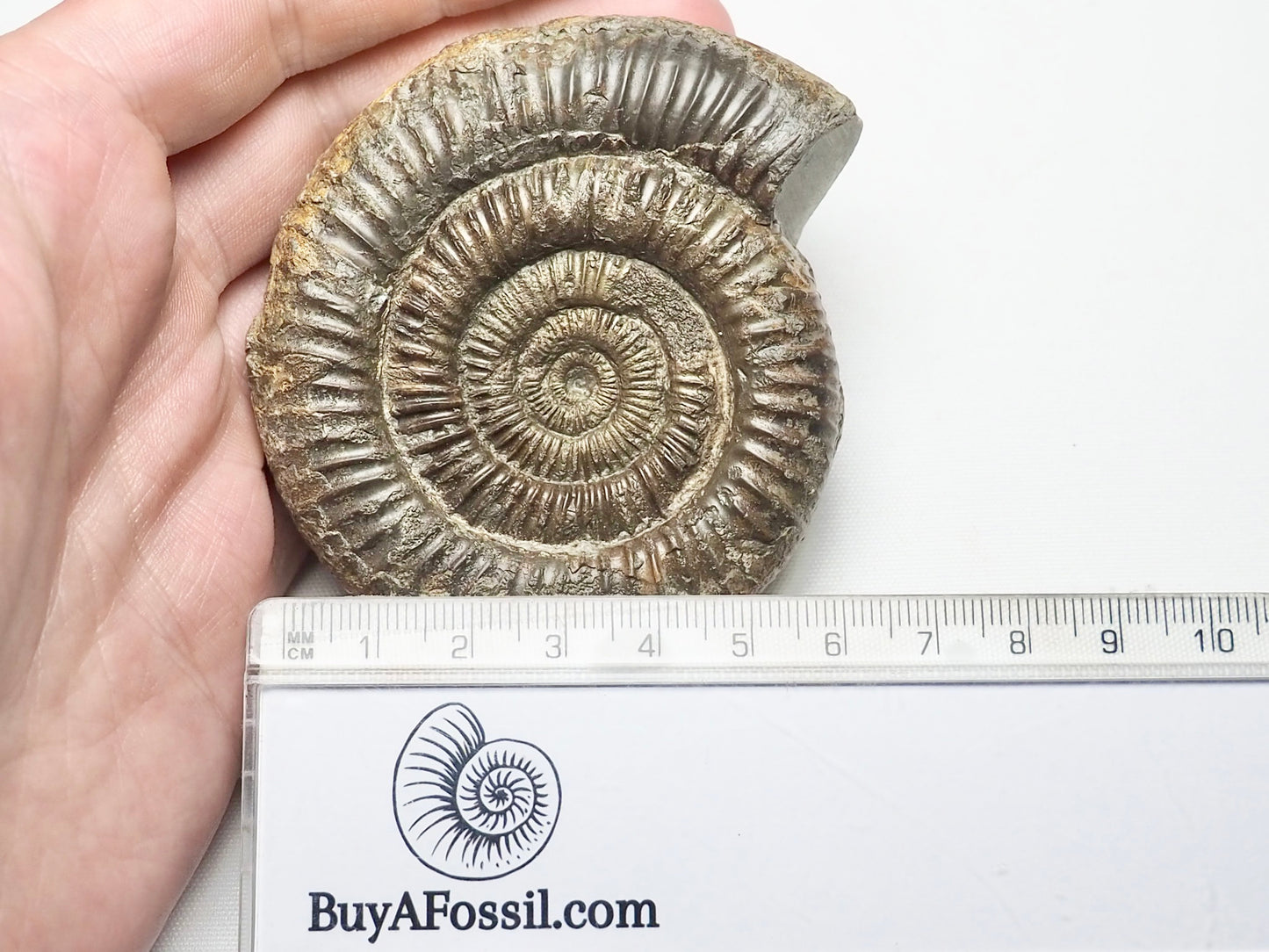 Dactylioceras Ammonite Whitby