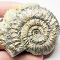 Rare Cretaceous Ammonite Fossil Aulocostephanus?