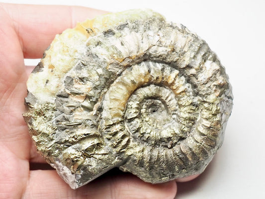 Rare Cretaceous Ammonite Fossil Aulocostephanus?
