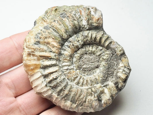 Rare Cretaceous Ammonite Fossil Aulocostephanus?
