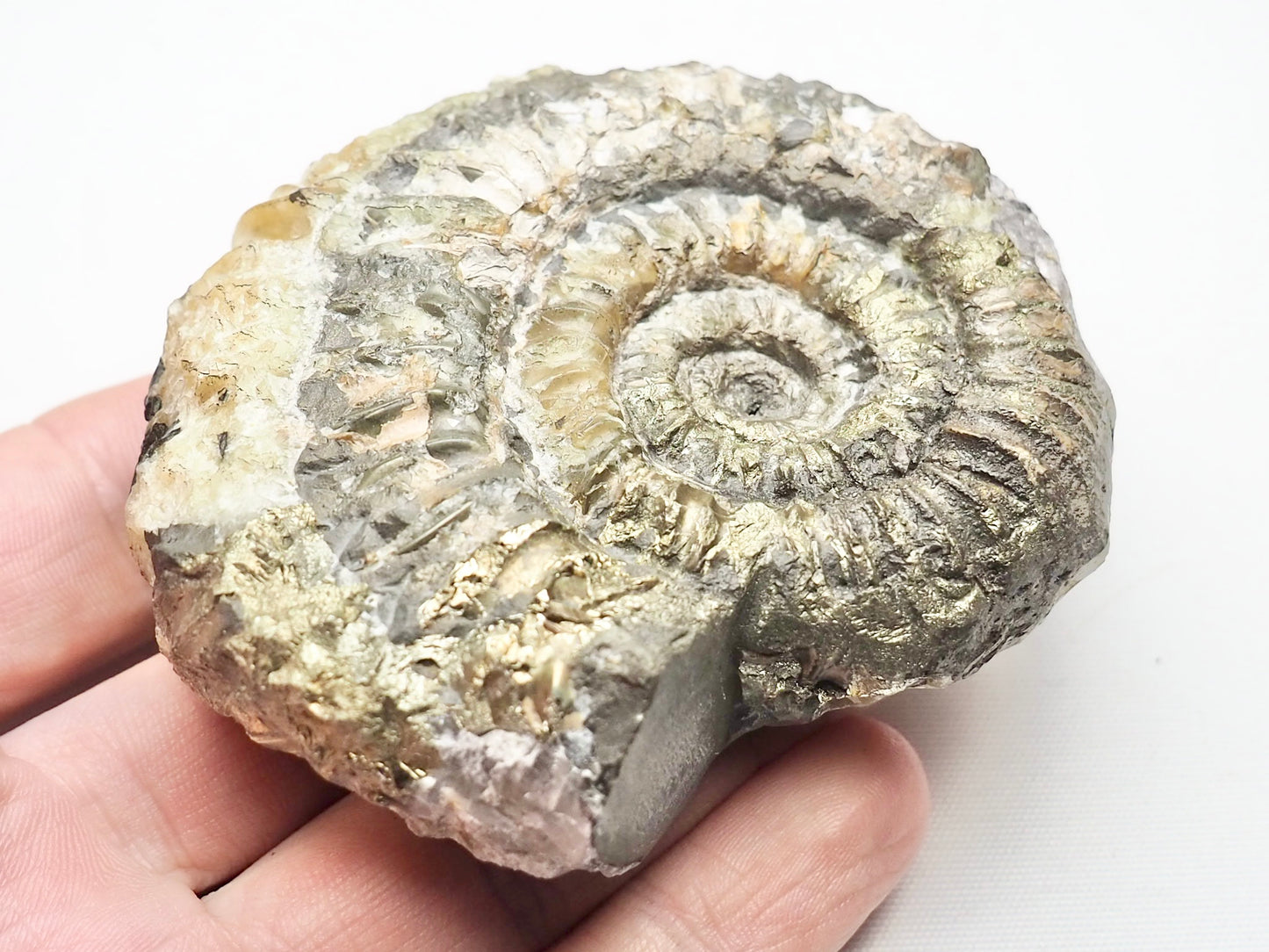 Rare Cretaceous Ammonite Fossil Aulocostephanus?