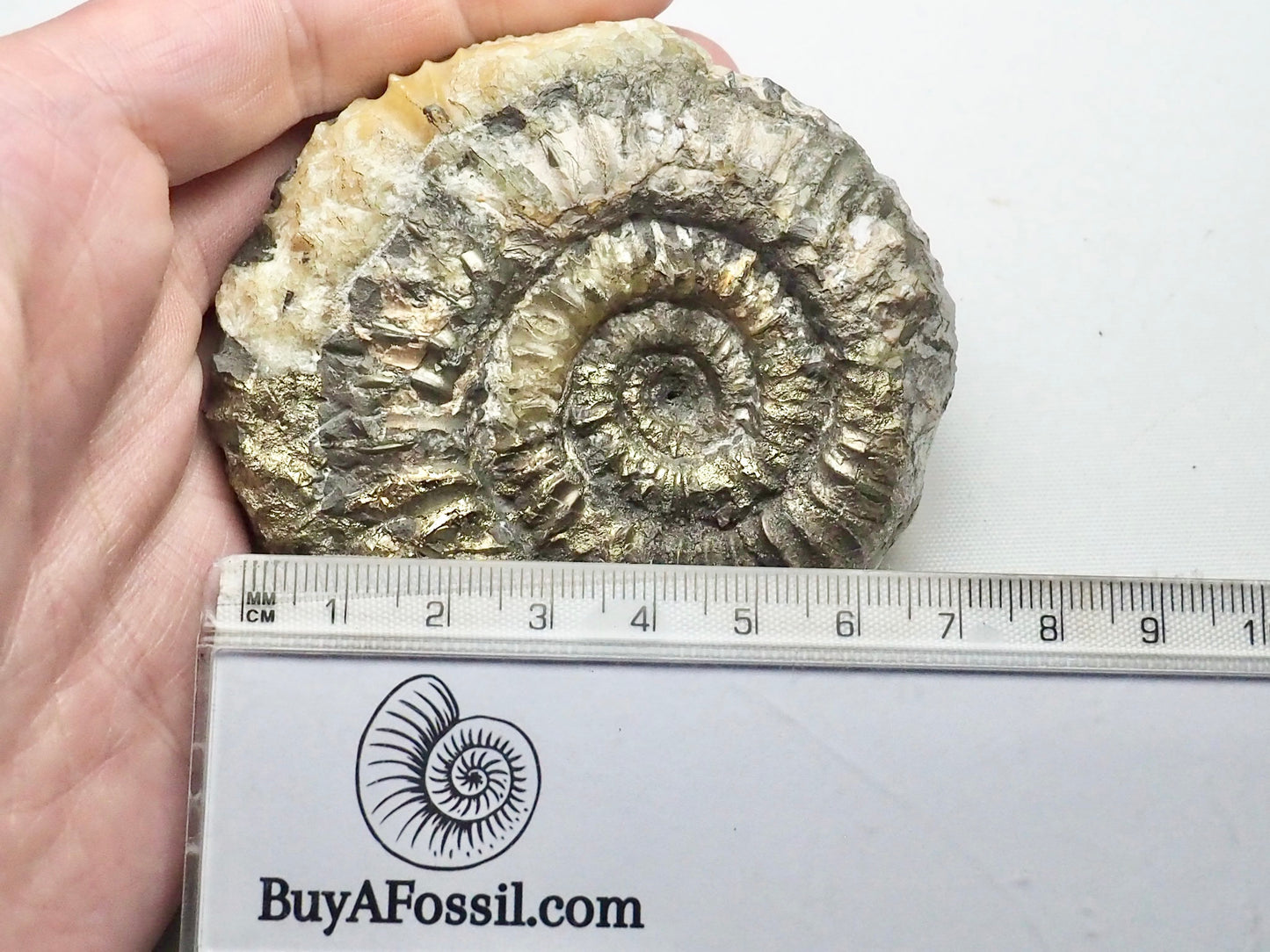 Rare Cretaceous Ammonite Fossil Aulocostephanus?