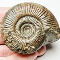 Semicelatum Dactylioceras Whitby Ammonite Fossil – Yorkshire Coast Jurassic