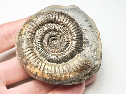 Dactylioceras Ammonite Whitby