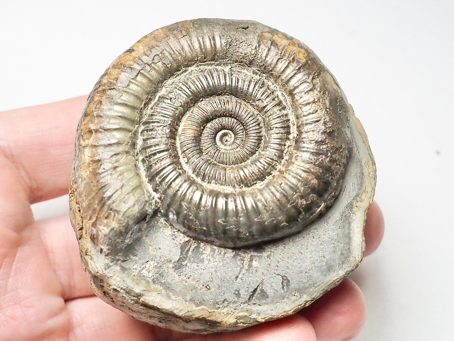 Dactylioceras Ammonite Whitby