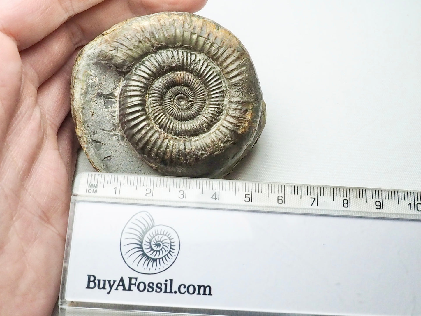 Dactylioceras Ammonite Whitby