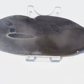 Ichthyosaur Ribs - Cut & Polished