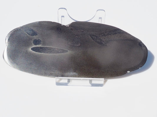 Ichthyosaur Ribs - Cut & Polished