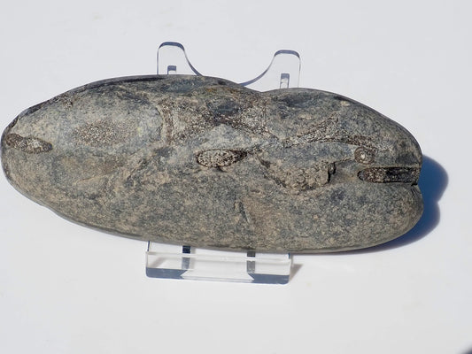 Ichthyosaur Ribs - Cut & Polished